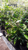 Ice Cream Bean Tree - 2 Feet Tall - Edible Fruit - Paterna - Inga edulis - 3 Gallon Pot