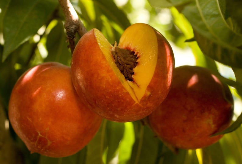 Nectarine Tree 3 Gallon Pot Double Delight Yellow Fruit (Prunus persica) - Sweet Flavor & Pink Flowers, Self-Fruitful