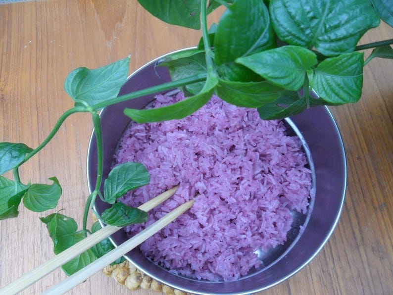 Magenta Leaf Plant (Lá C?m) - 1 Plant in 6" Pot - Peristrophe roxburghiana - Fast Growing Edible Foliage for Cooking