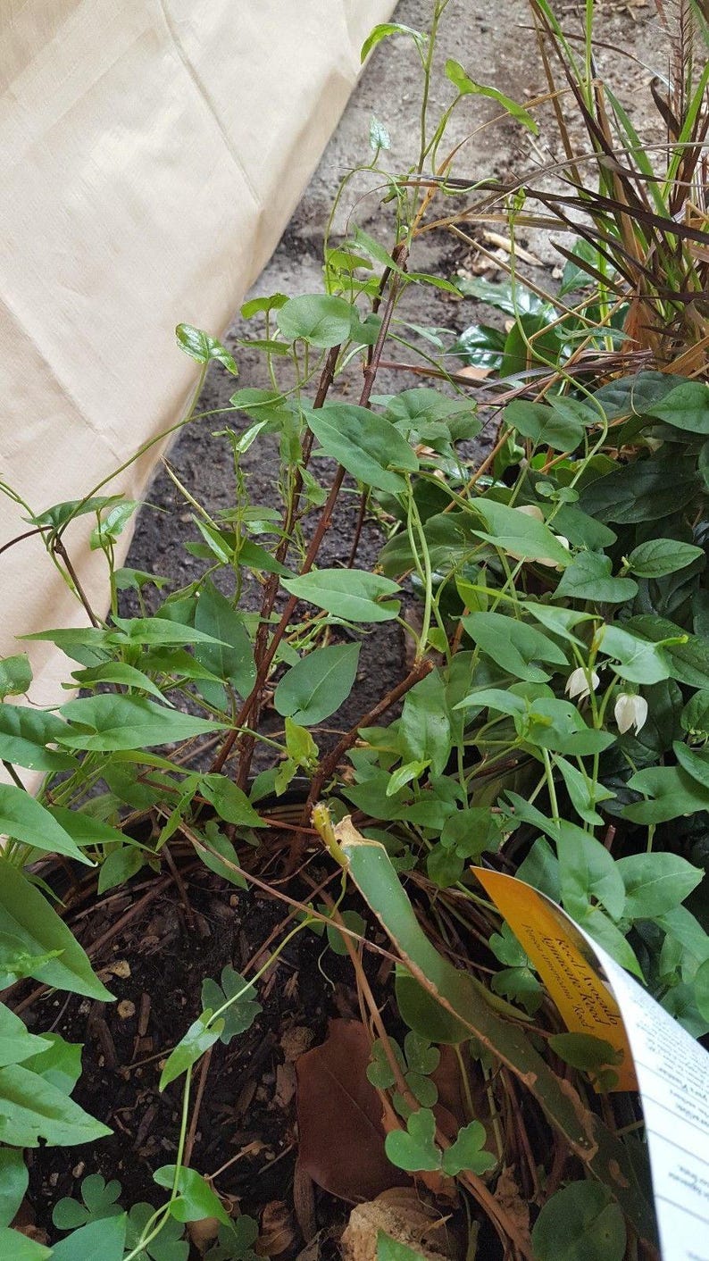 Fo Ti Starter Plant, 3" Pot, Hà Th? Ô, Polygonum multiflorum, Live Plant with Good Roots