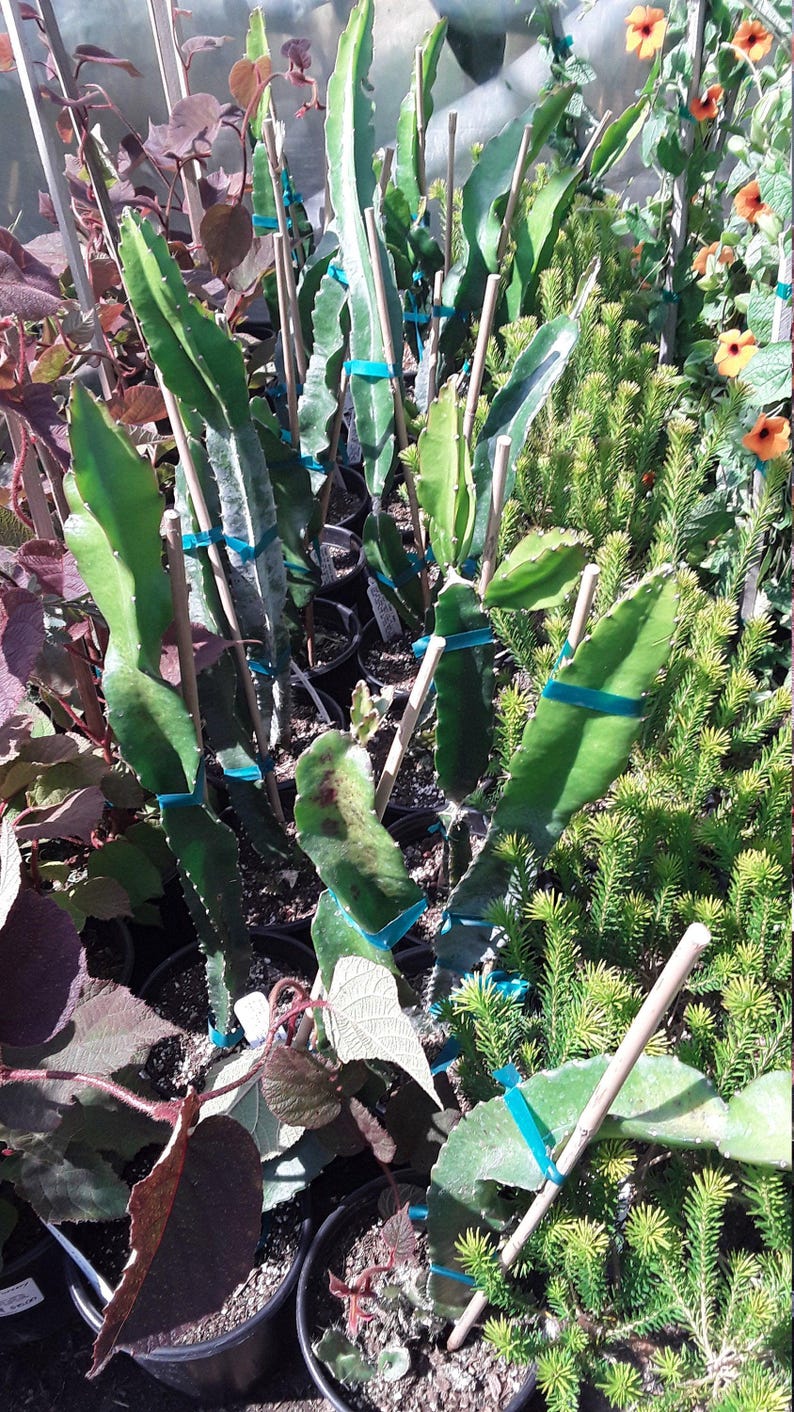 Dragon Fruit Plant 'Edgar's Baby' - 1 Gal Pot - Sweet Red Flesh - Hylocereus undatus