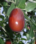 Lang Jujube Grafted Tree - 3 Gal Pot - Sweet Pear-Shaped Fruit - Ziziphus jujuba