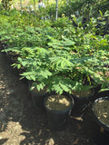 Tropical Gooseberry Plant - 3 Gallon Pot - Chùm Ru?t - Amla Berry (Emblica Officinalis) - Bigger Trunk - Indian Gooseberry