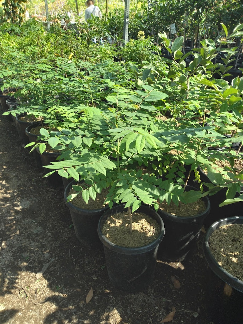 Tropical Gooseberry Plant - 3gal Pot - Amla Berry (Indian Gooseberry) - Chùm Ru?t - Emblica Officinalis - Bigger Trunk