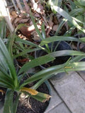 Clivia Miniata 'Solomone' - Yellow Clivia Live Plant in 1 Gal Pot - Tropical Flowering Plant with Bold Leaves