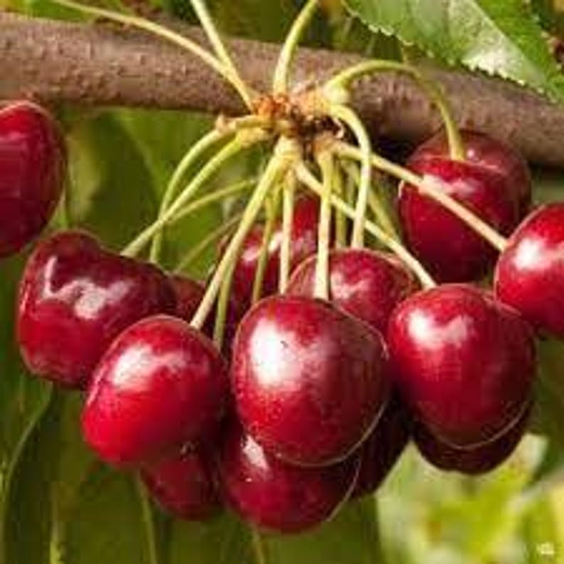 Cherry Tree Grafted 3 Gal Pot Royal Crimson Sweet Cherry (Prunus avium) - Low-Chill, Self-Fruitful, Large Crimson Fruit