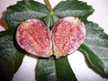 Fig Plant - 3 Gallon Pot - Violeta de Bordeaux - Ficus carica - Purple-Black Fruit with Sweet Flavor