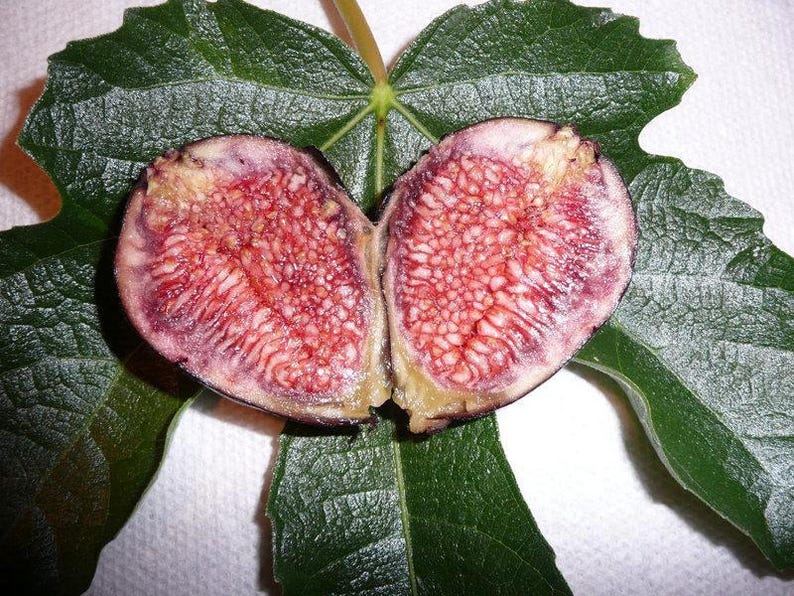 Fig Plant - 3 Gallon Pot - Violeta de Bordeaux - Ficus carica - Purple-Black Fruit with Sweet Flavor