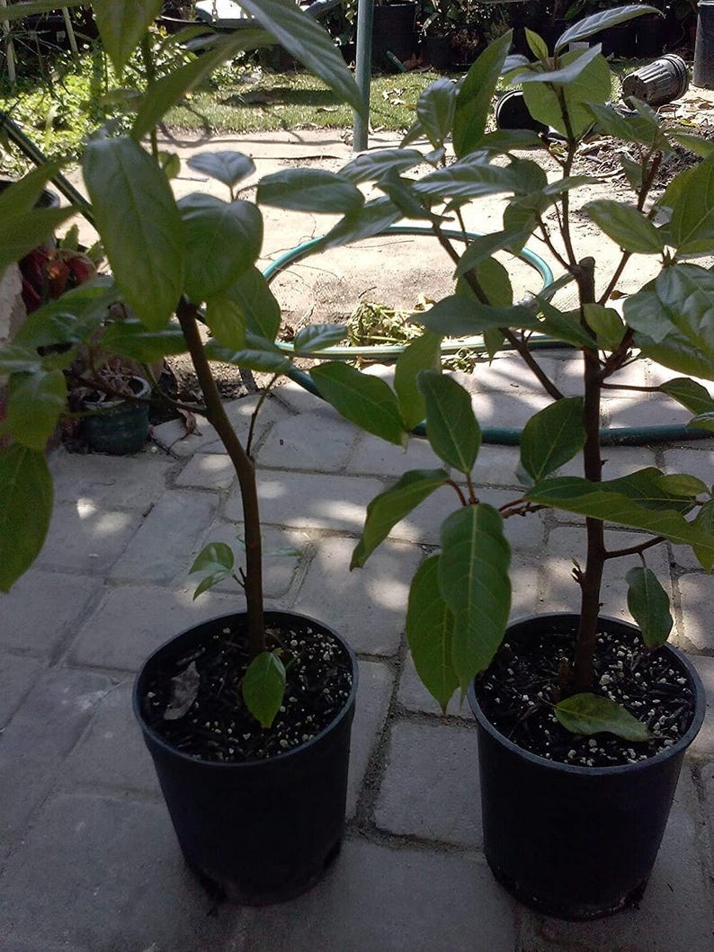 Ficus Racemosa Plant - 1 Foot Tall Cluster Fig Tree - Cây Sung - Shipped in 1 Gallon Pot