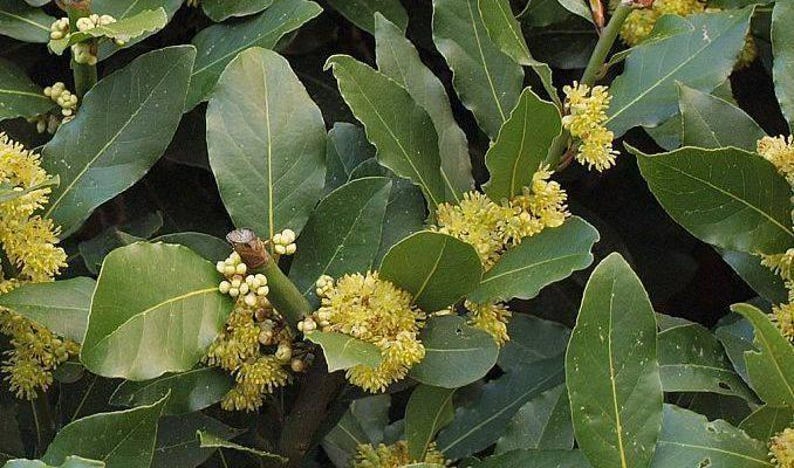 Bay Leaf Starter Plant - 3" to 6" Tall - Sweet Bay (Laurus nobilis) in 3" Pot - Aromatic Culinary Herb for Cooking