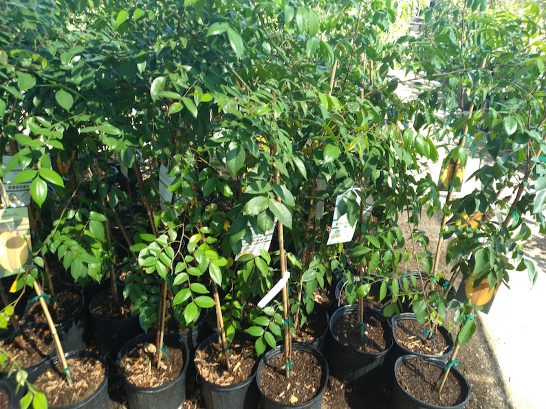 Carambola Star Fruit Tree 3 Gallon - Kari Variety - Sweet Citrus Flavor - Tropical Fruit Plant