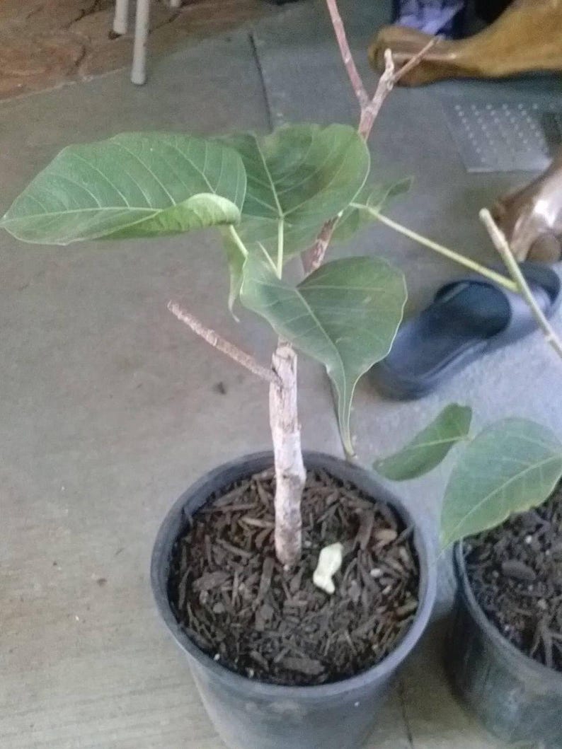 Bodhi Plant - 6" Pot - Ficus Religiosa - Sacred Fig Tree - Cây B? ?? - Rare Live Plant for Bonsai & Meditation