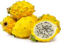 Yellow Dragon Fruit Plant - 1ft Tall - Ships in 6" Pot - Hylocereus megalanthus
