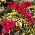 Raspberry Ice Bougainvillea - 6" Pot - Colorful Groundcover - Bougainvillea glabra - Hardy Evergreen Plant for Sunny Spaces