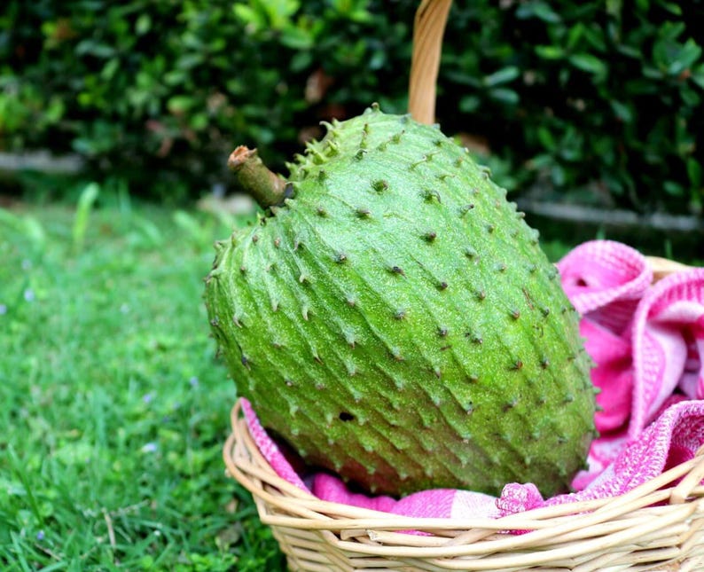 Soursop Starter Plant - 6" Pot - Guanabana (Annona muricata) - Tropical Fruit Tree with Unique Flavor