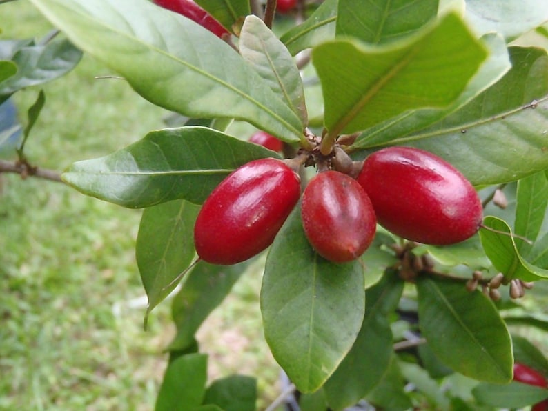 Miracle Berry Fruit Tree Plant - 1 to 2 Feet Tall - Miracle Berries - Synsepalum dulcificum - Ships in 3 Gal Pot