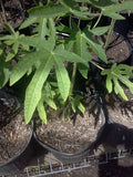 Mexico Papaya Plant - 1' Tall - 6" Pot - Carica papaya - Tropical Fruit Garden