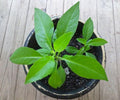 Longevity Spinach Plant - 3" Pot - Gynura Procumbens - Fresh Sabuñgai - Live Plant with Strong Roots