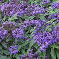 Heliotrope Plant - 1 Gallon Pot - Marino Blue - Fragrant Flowers - Heliotropium arborescens