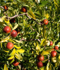 Contorted Jujube Tree - 3 Gal Pot - Edible Fruit - Ziziphus jujuba - Hardy, Ornamental, Easy to Grow, Drought Resistant