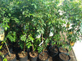 Carambola Star Fruit Tree - 3 Gallon - Kari Variety - Sweet Citrus Flavor - Averrhoa carambola