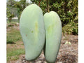 Brahm Kai Meu Mango Grafted Tree - 3 Gal Pot - Thai Green Sweet Mango - Mangifera indica