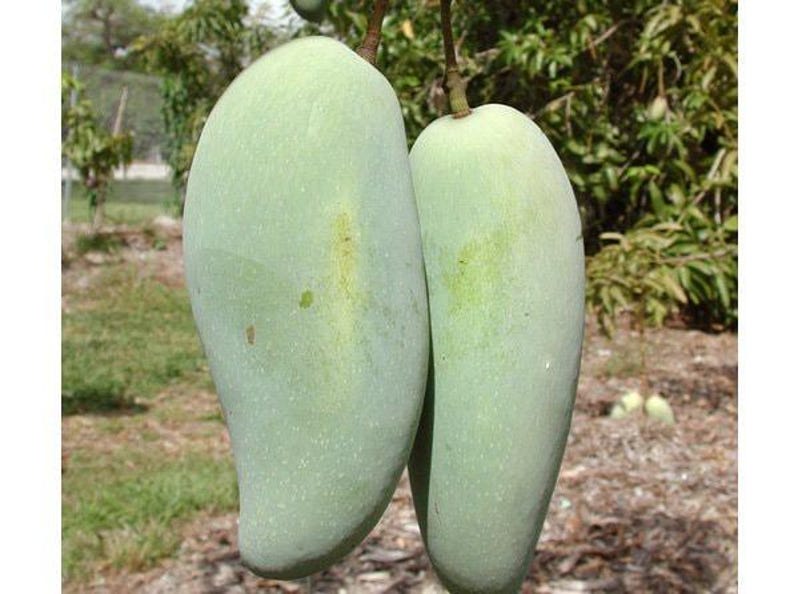 Brahm Kai Meu Mango Grafted Tree - 3 Gal Pot - Thai Green Sweet Mango - Mangifera indica