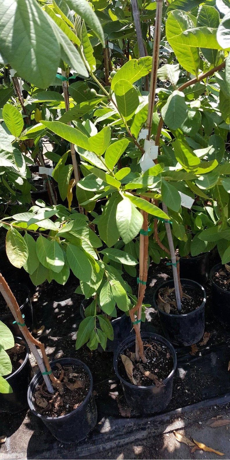 Taiwan Century Guava Plant - 3 Gal Pot - White Flesh Variety - Self-Fertile - Tropical Fruit Plant (Psidium guajava)