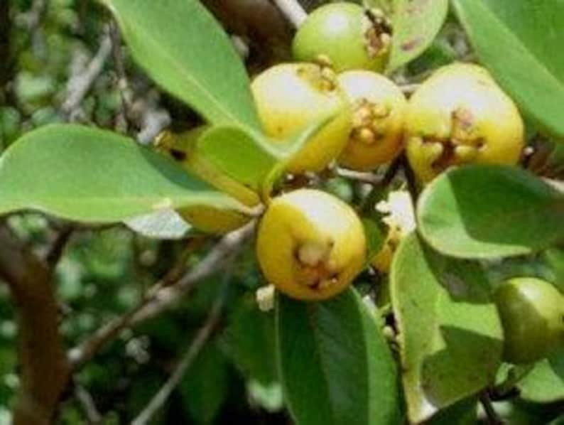 Lemon Guava Plant - 3 Gal Pot - Psidium Littorale - Live Plant with Flower Buds - Tropical Fruit Plant for Container Gardening