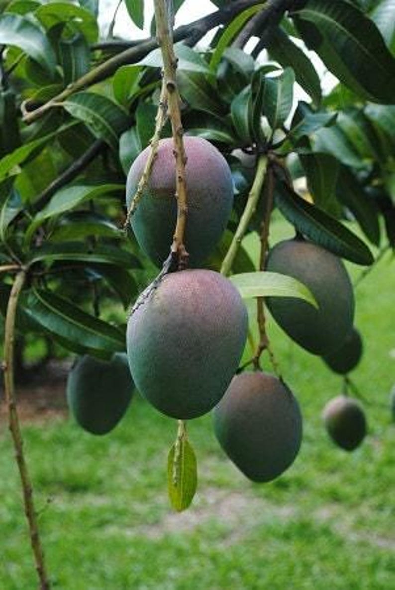 Grafted Kent Mango Tree - 1 Foot Tall - Live Plant in 6" Pot - Mangifera indica