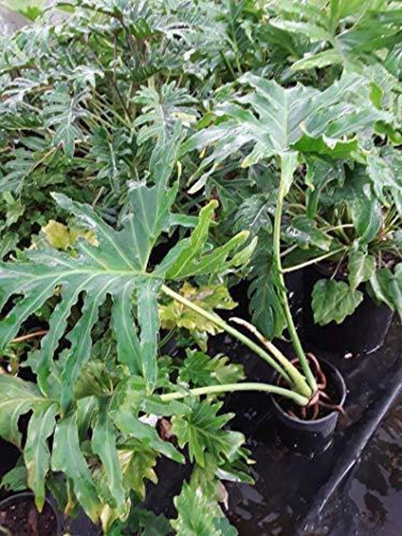 Philodendron Selloum Plant - 1ft Tall in 6" Pot - Tropical Houseplant - PHILODENDRON selloum
