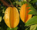 Carambola Tree in 3 Gal Pot - Airlayered Star Fruit - Sweet Citrus Flavor - AVERHOA CARAMBOLA