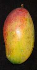 Valencia Pride Mango Tree - 3 to 4 Feet Tall - Live Plant in 3 Gallon Pot - Mangifera indica - Tropical Fruit Tree
