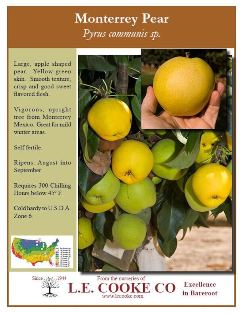 Monterey Pear Tree Live Plant - 2 to 3 Feet Tall - Ships in 6" Pot - Pyrus communis