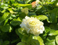 Grand Duke Jasmine Plant - 1 to 2 Feet Tall - 3 Gallon Pot - Jasminum sambac - Fragrant Flowering Indoor/Outdoor Shrub