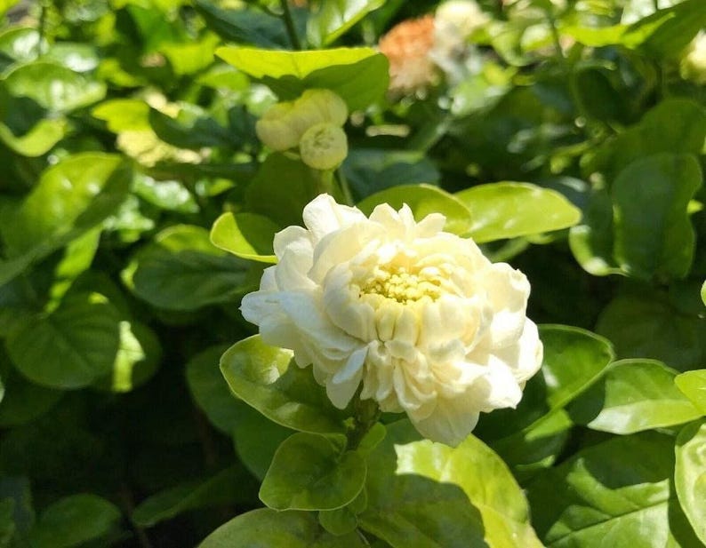 Grand Duke Jasmine Plant - 1 to 2 Feet Tall - 3 Gallon Pot - Jasminum sambac - Fragrant Flowering Indoor/Outdoor Shrub
