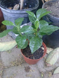 Coffee Bean Plant - 3" Pot - Coffea Arabica - Live Plants with Good Roots - 2 to 3 Plants Included