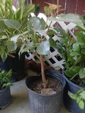Bodhi Plant Ficus Religiosa - 2 Feet Tall - Sacred Fig Tree - Live Plant in 3 Gal Pot - Ideal for Bonsai - Bigger Trunk
