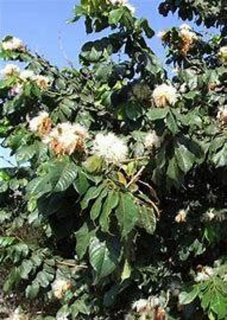 Ice Cream Bean Tree Starter - Bare Root - Inga edulis - Edible Fruit & Shade Tree - 8-12 Inches Tall