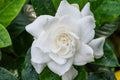 Gardenia Plant - 6" Pot - Gardenia jasminoides 'Veitchii' - Fragrant White Flowers - Evergreen Shrub