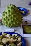 Cherimoya Tree Grafted 1-2 Feet Tall El Bumpo Variety in 3 Gal Pot - Annona cherimola