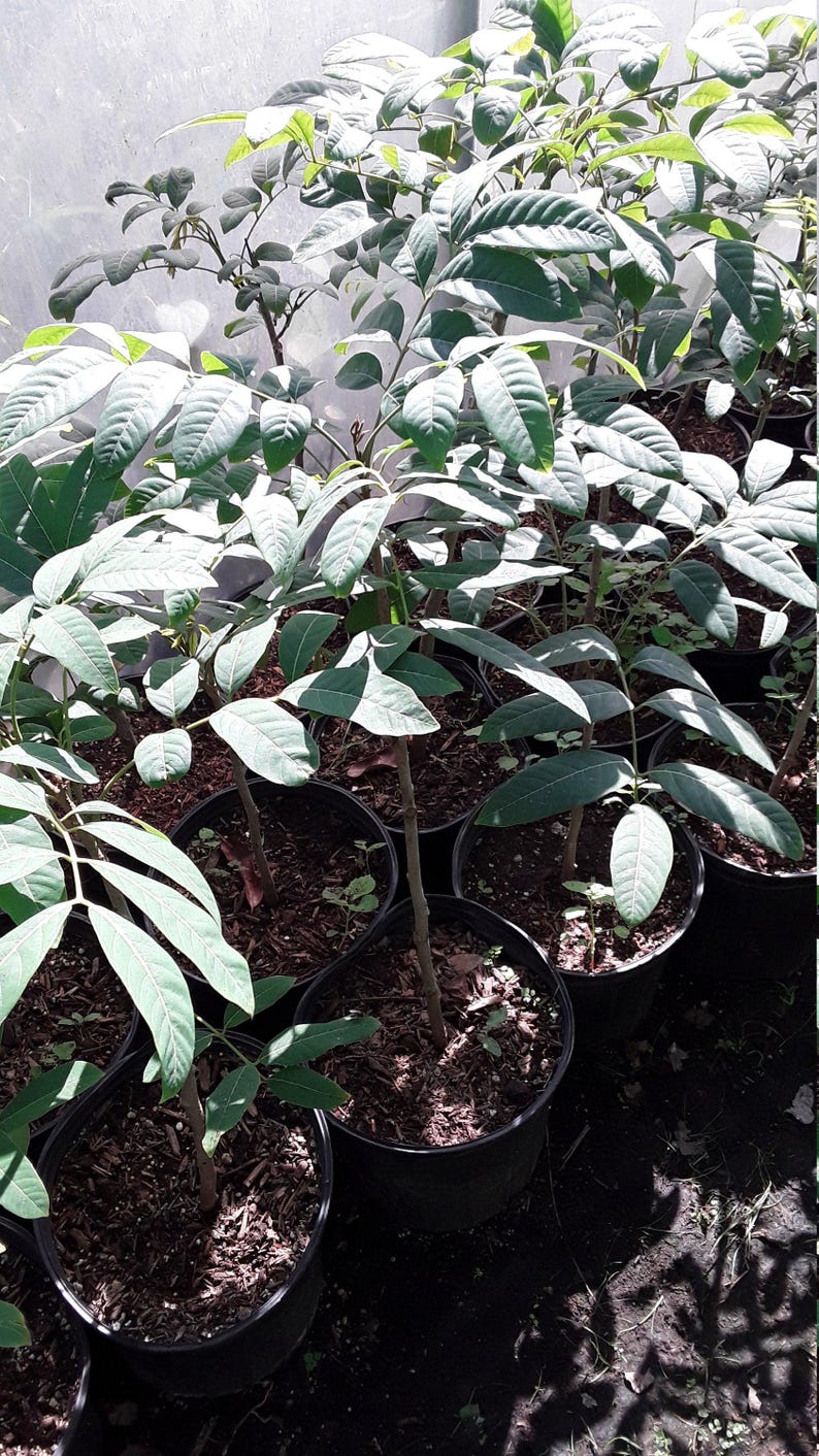 Longan Live Plant - 1 to 2 Feet Tall - Air Layered Tree - Dimocarpus longan - Ships in 1 Gallon Pot