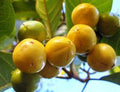 Nance Plant 3 Gal Pot - Tropical Fruit Shrub - Byrsonima Crassifolia - Fast Growing, Drought Resistant, Yellow-Orange Fruit