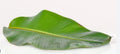 Organic Fresh Banana Leaves 1 LB - Handpicked, Large Size - Musa acuminata