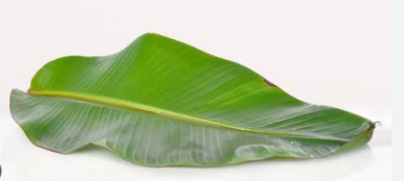 Organic Fresh Banana Leaves 1 LB - Handpicked, Large Size - Musa acuminata