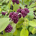 Mexican Beautyberry Live Plant 4" Pot, Black Beautyberry (Callicarpa acuminata) - Ideal for Zones 8-10, Full Sun to Part Shade