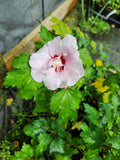 Pink Rose of Sharon Plant - 4" Container - Hibiscus Syriacus - Colorful Shrub for Bird Gardens - Attracts Hummingbirds and Butterflies