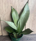 Sansevieria Moonshine Snake Plant in 4" Pot, Live Indoor Houseplant, Air Purifier, Low Maintenance Succulent (Sansevieria)