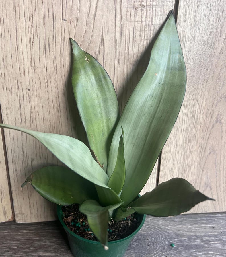 Sansevieria Moonshine Snake Plant in 4" Pot, Live Indoor Houseplant, Air Purifier, Low Maintenance Succulent (Sansevieria)