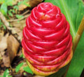 Shampoo Ginger Plant - Half Gallon Pot - Organic, Easy to Grow, Zingiber zerumbet